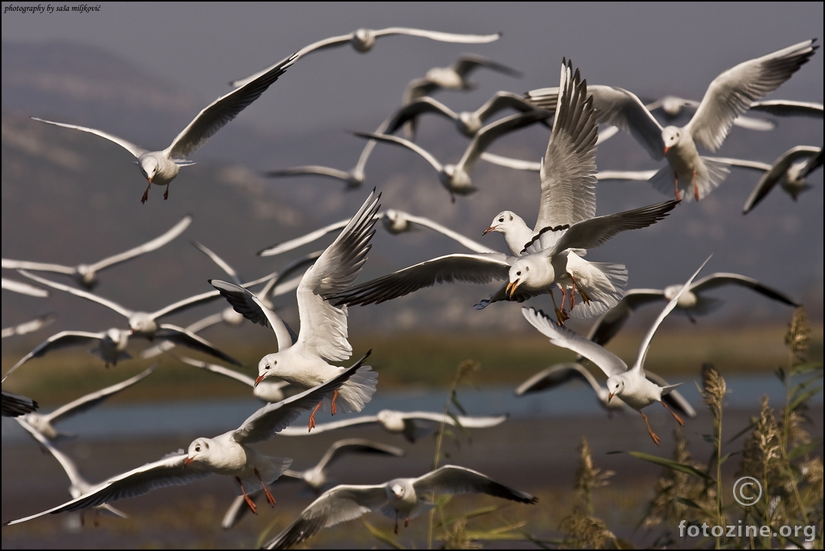 Hunting gulls
