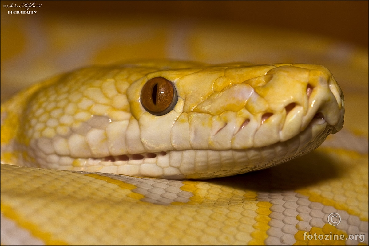 Lavander albino reticulated python