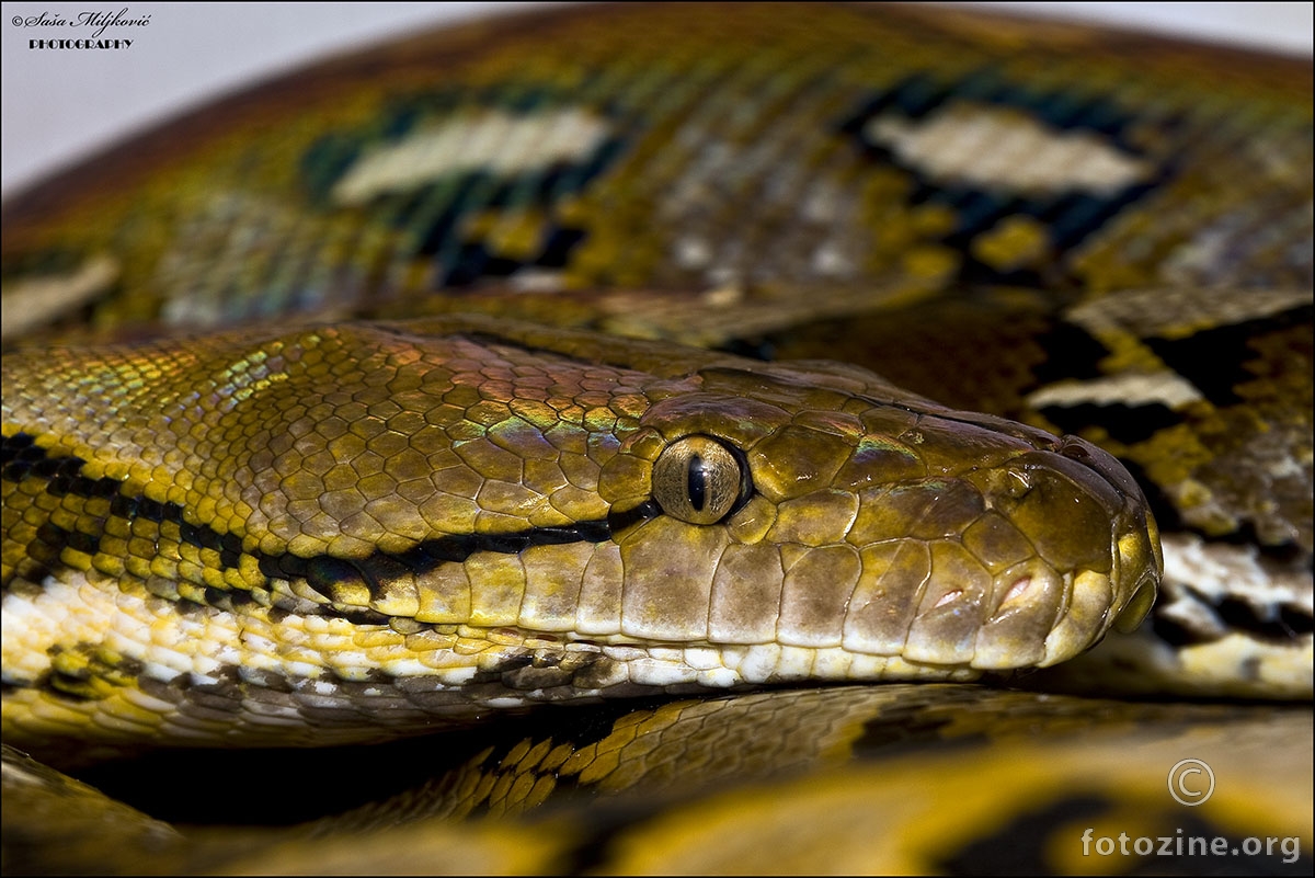 Reticulated python Selayar