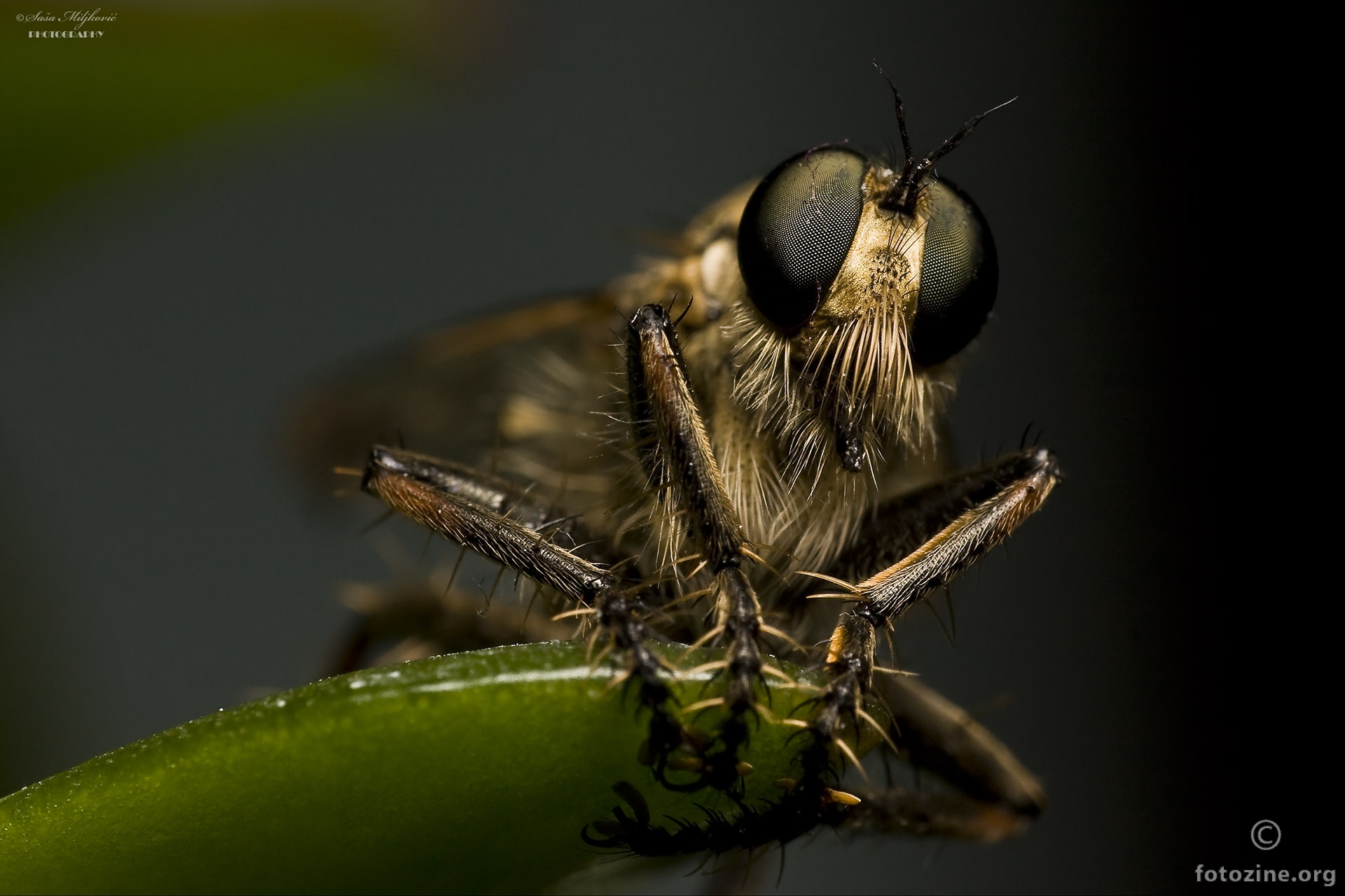 Robber fly 2
