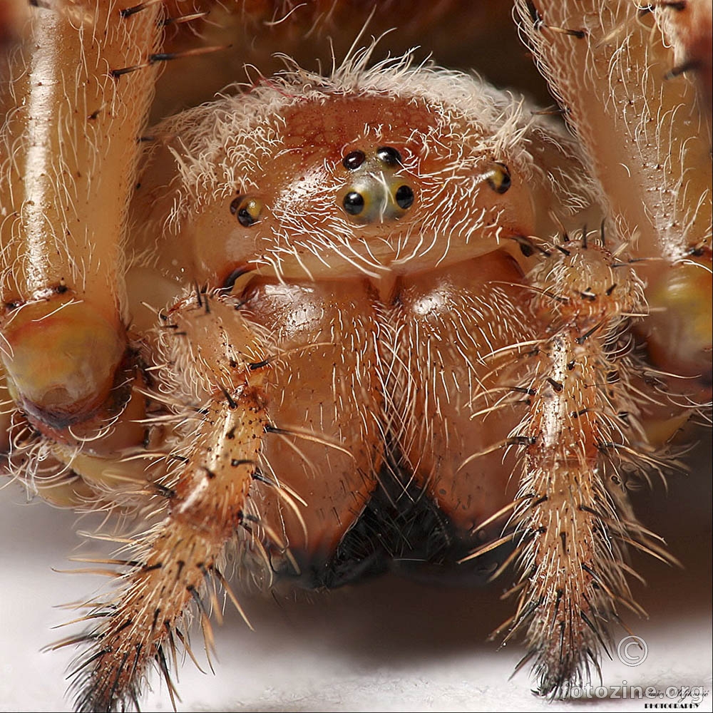 Spider close up