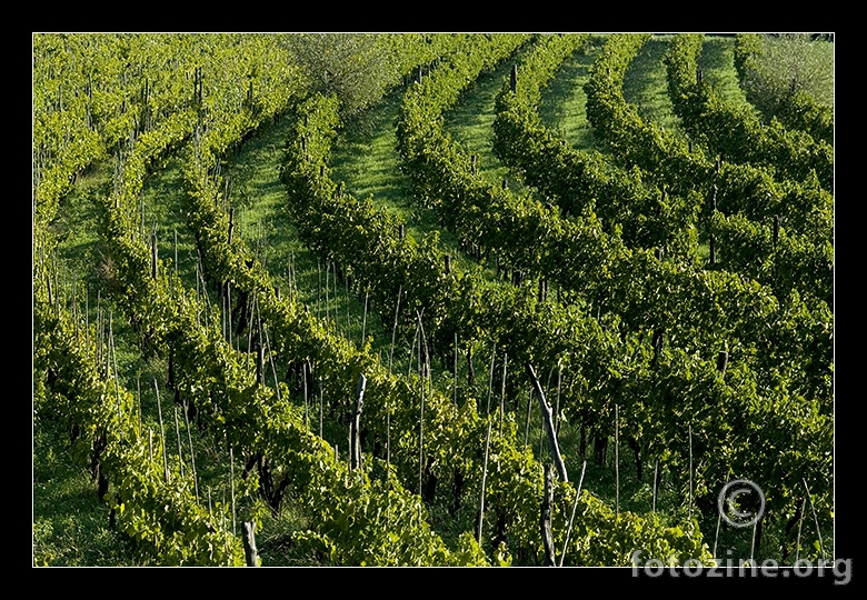 Vinograd II - sve  zelenom