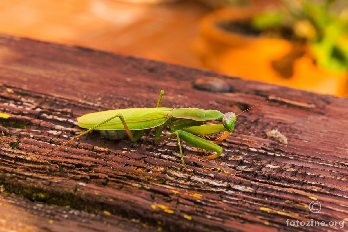 Mantis