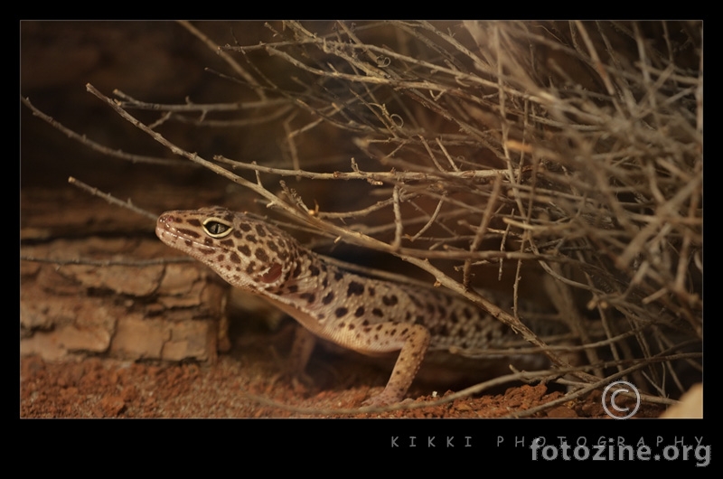 leopard gekon