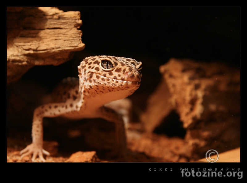 leopard gekon - revenge of the lizard