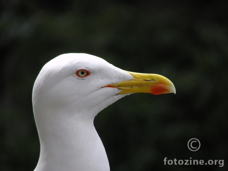 pozer