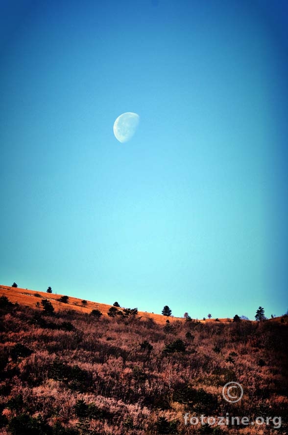 moon over bourbon fields