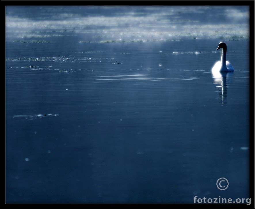 like swan