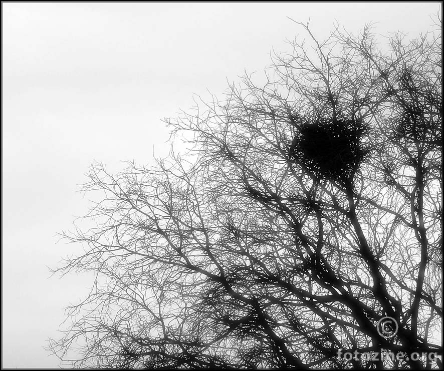 nest in the mist