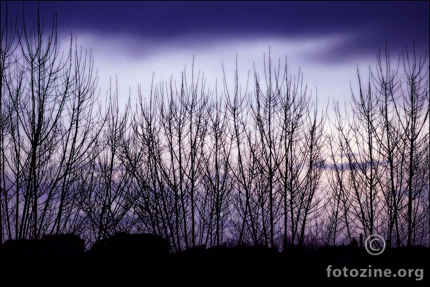 violet dawn