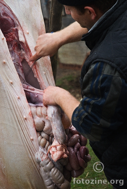 svinjska posla IV