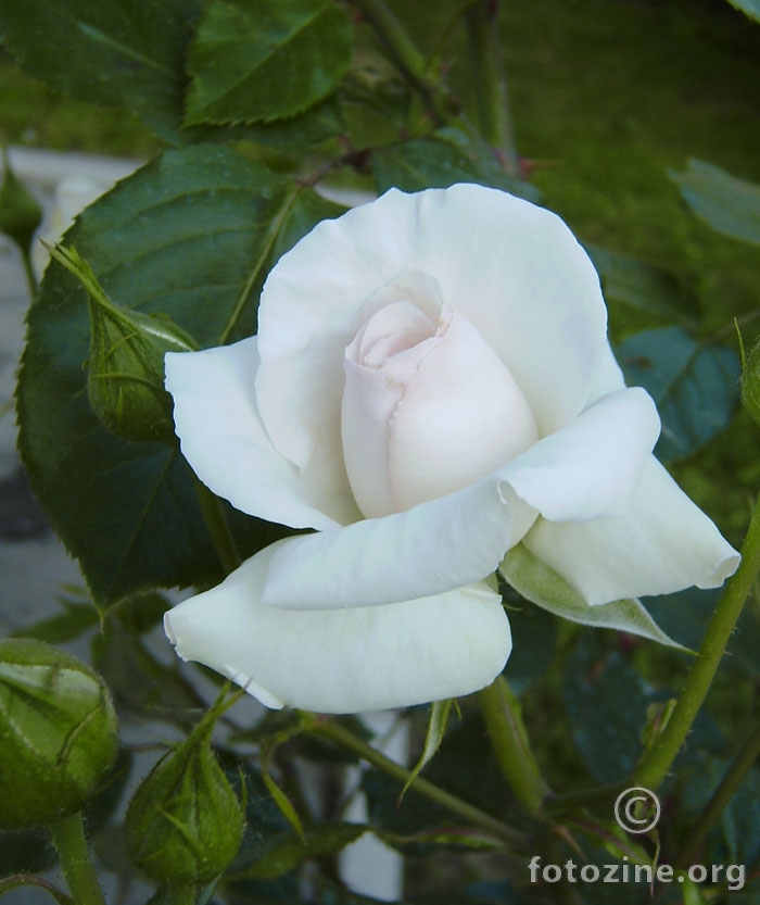 Bijele ruže, nježne ruže...