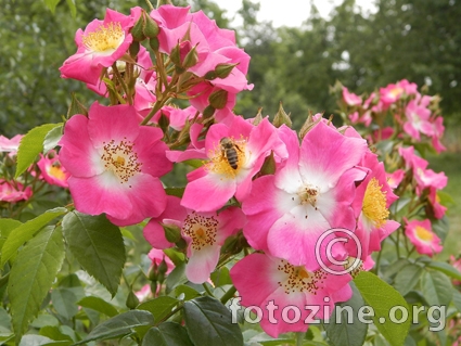 Rapsodija u ružičastom - divlja ruža penjačica