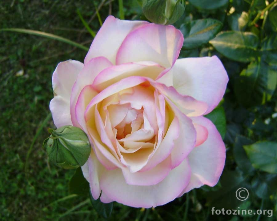 Ruža iz moga vrta