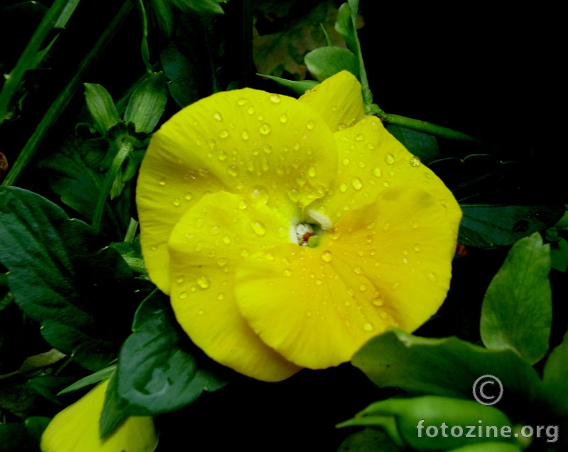 Žuta rožica poslije kiše