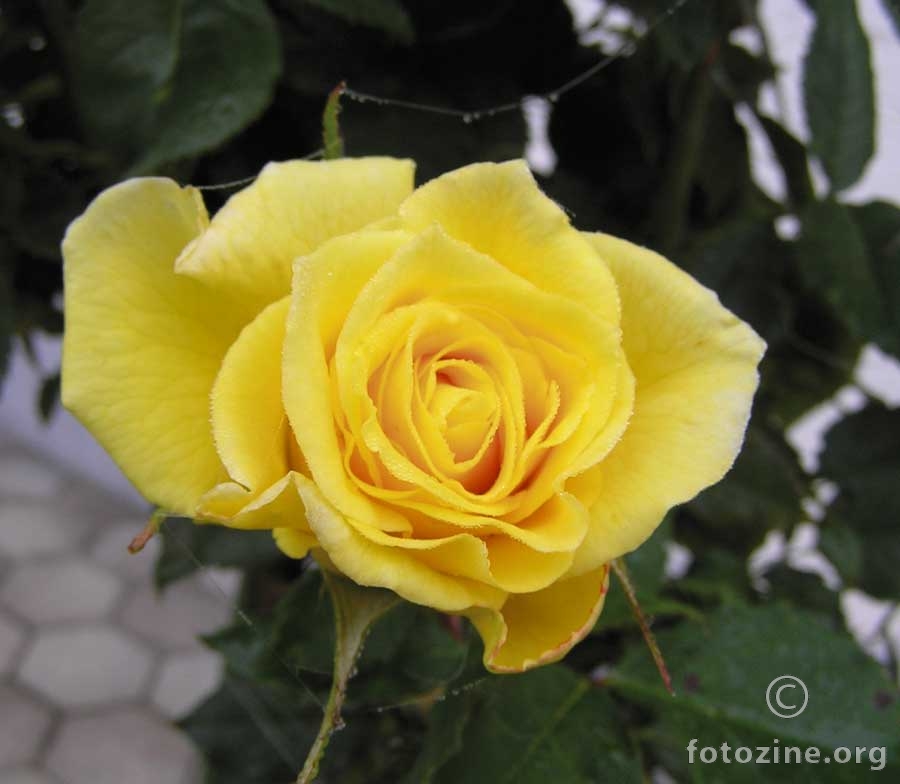 Žuta rožica