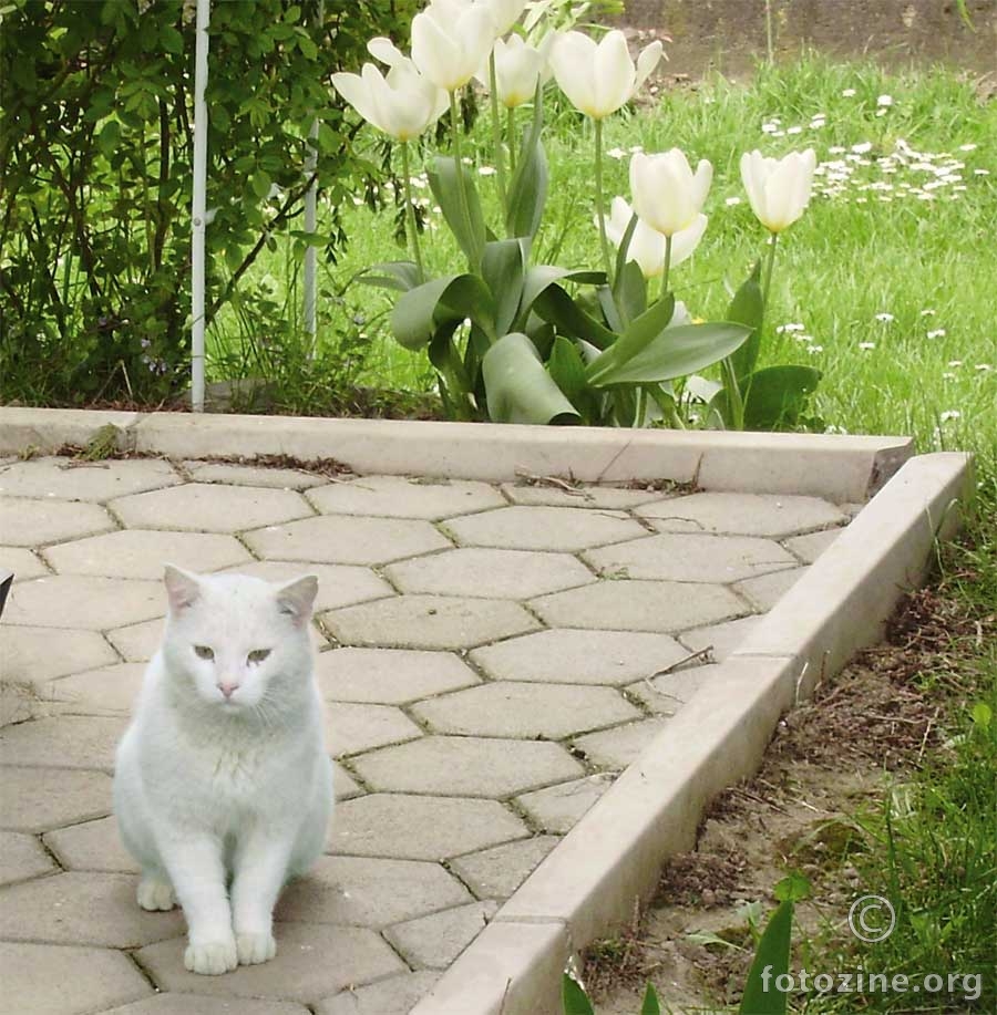 bili mačak i tulipani