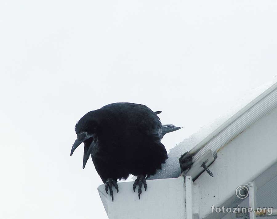 Crna vrana