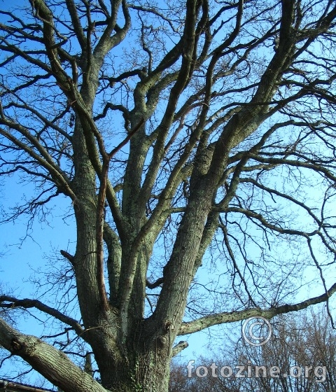 foto br. 137378
