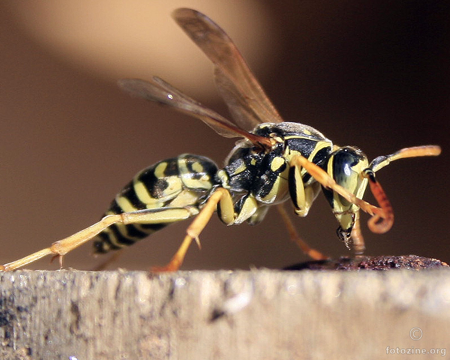 mangup iz susjedstva