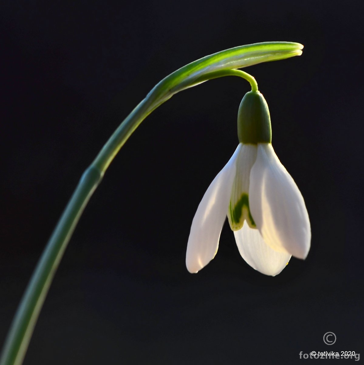 Visibaba, Galanthus nivalis