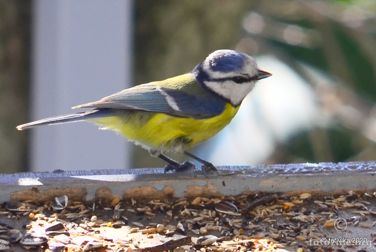 Plavetna sjenica, Parus caeruleus 