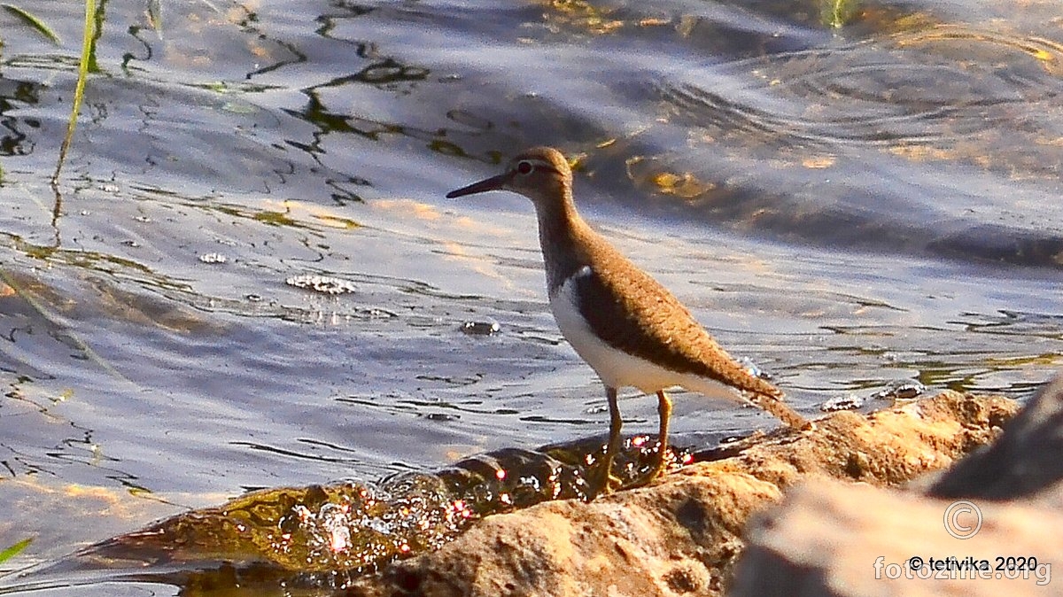 Mala prutka, Actitis hypoleucos