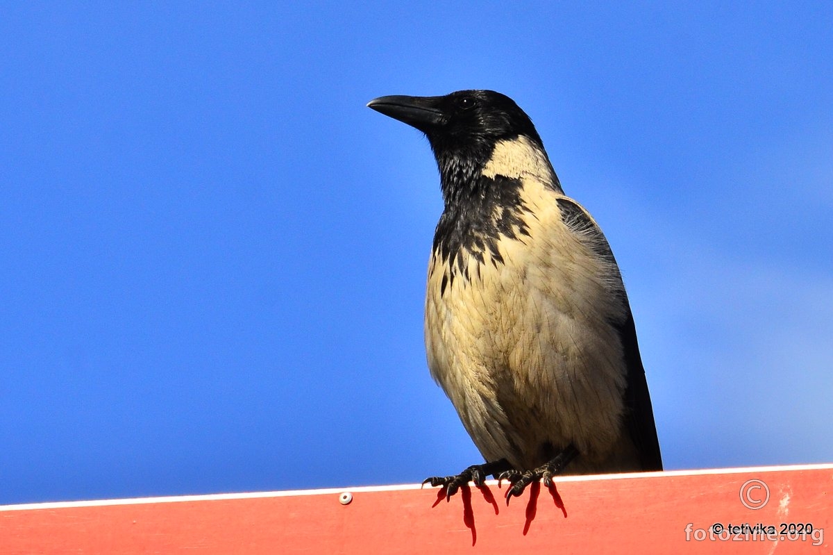 Siva vrana, Corvus cornix