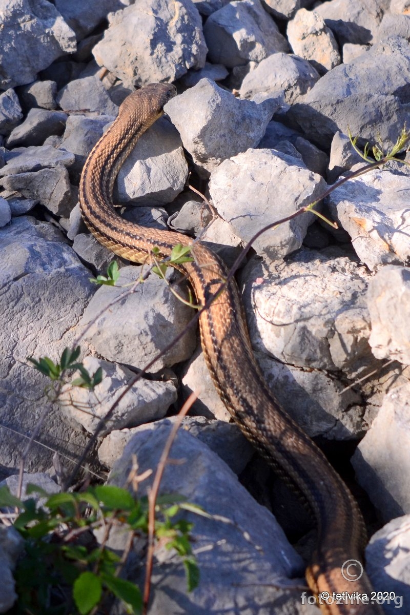 Četveroprugi kravosas, Elaphe quatuorlineata