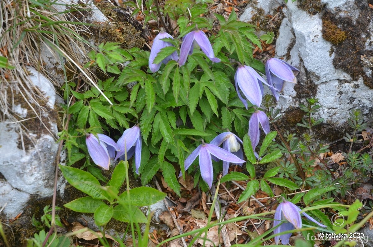 Planinska pavitina, Clematis alpina