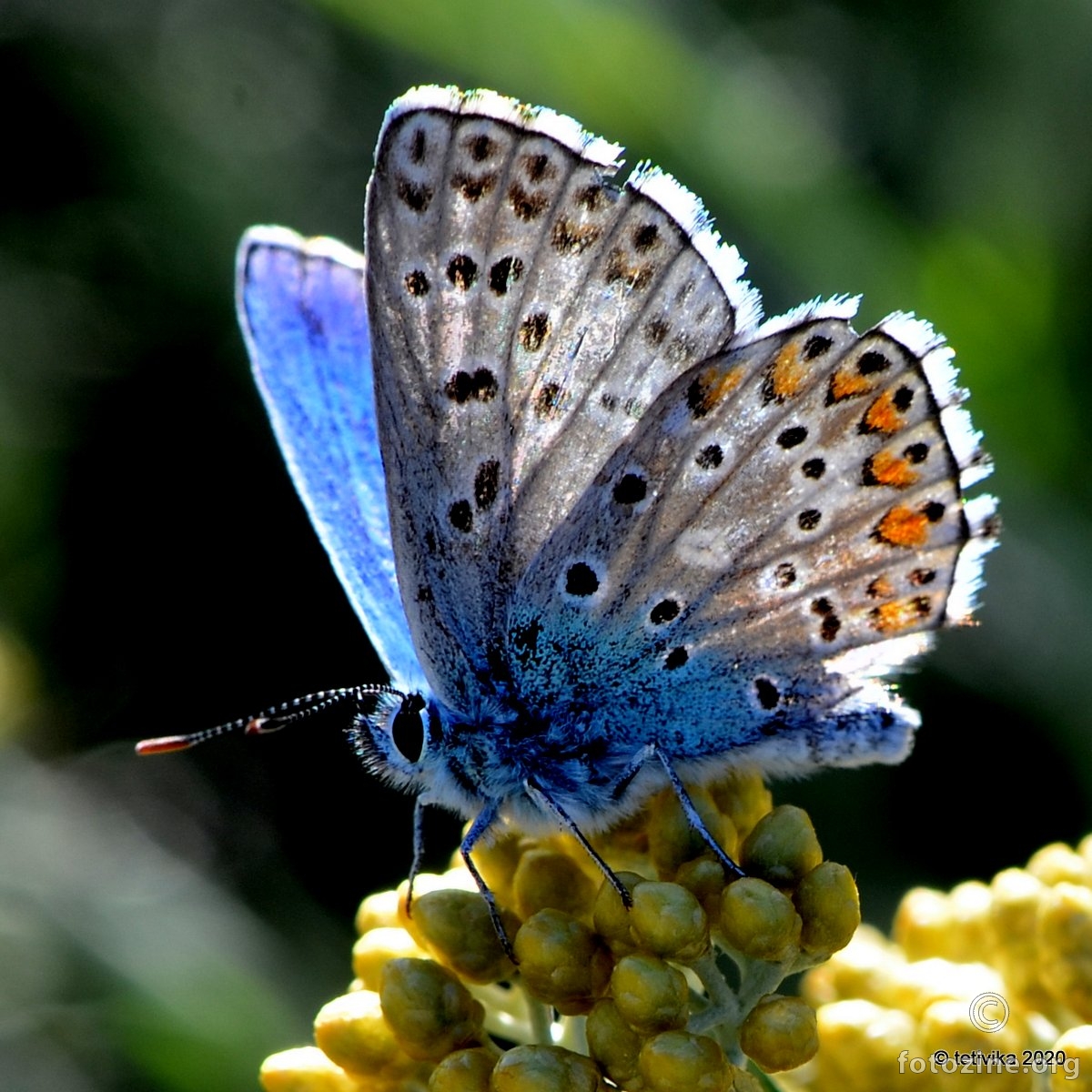 Obični plavac, Polyommatus icarus