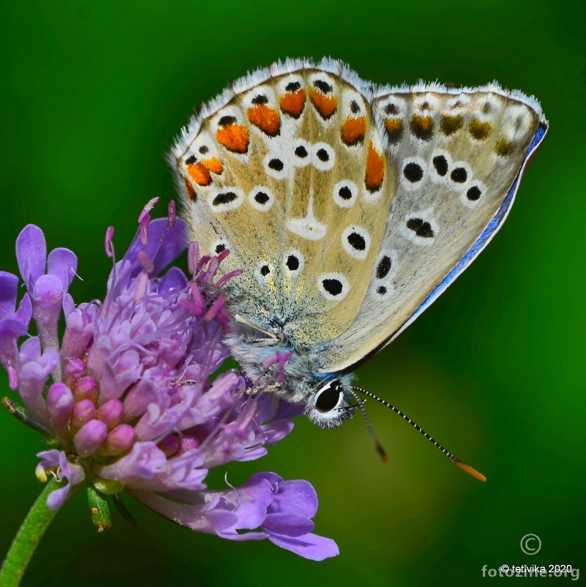 Obični plavac, Polyommatus icarus