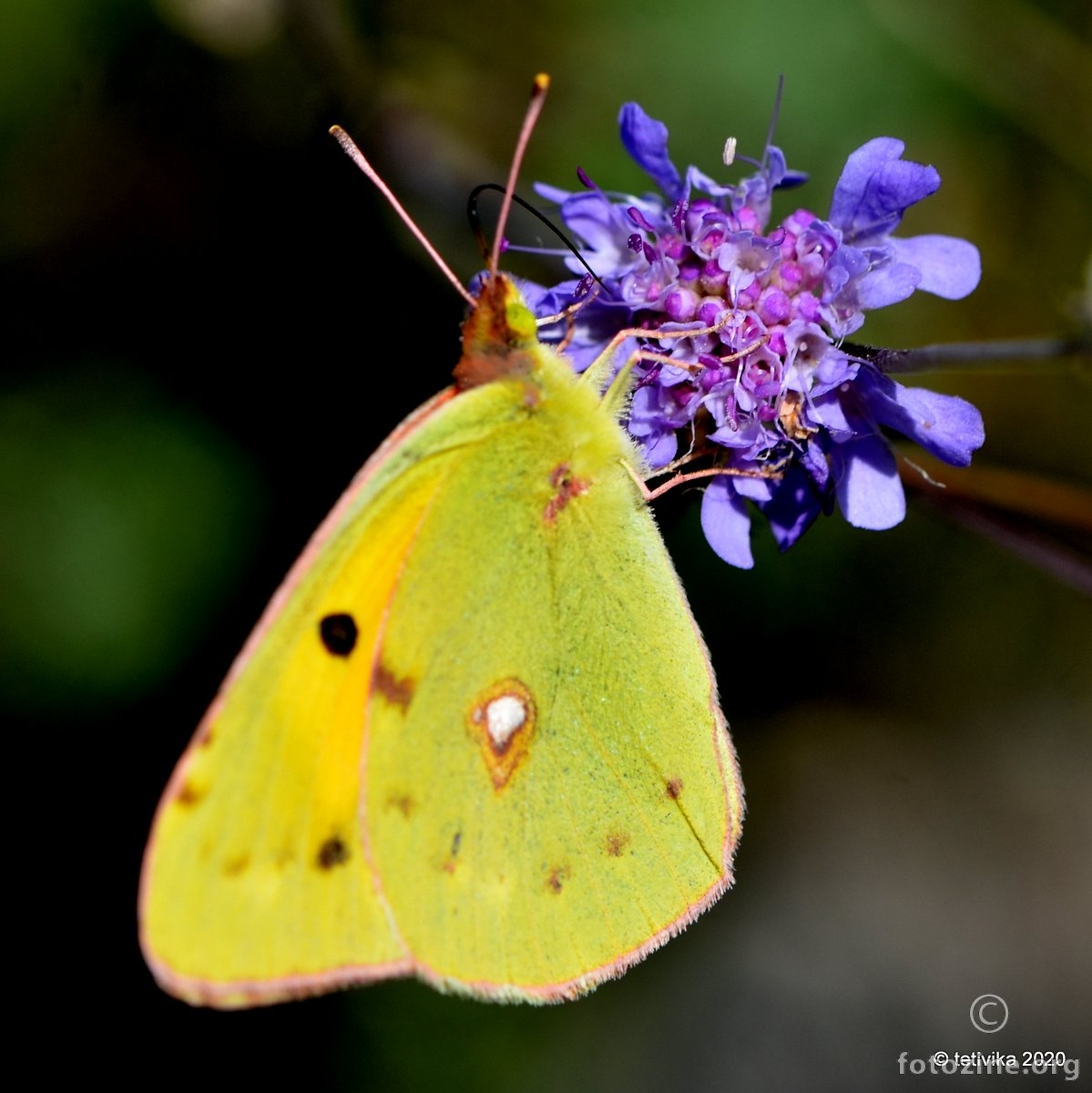 Obični poštar, Colias crocea