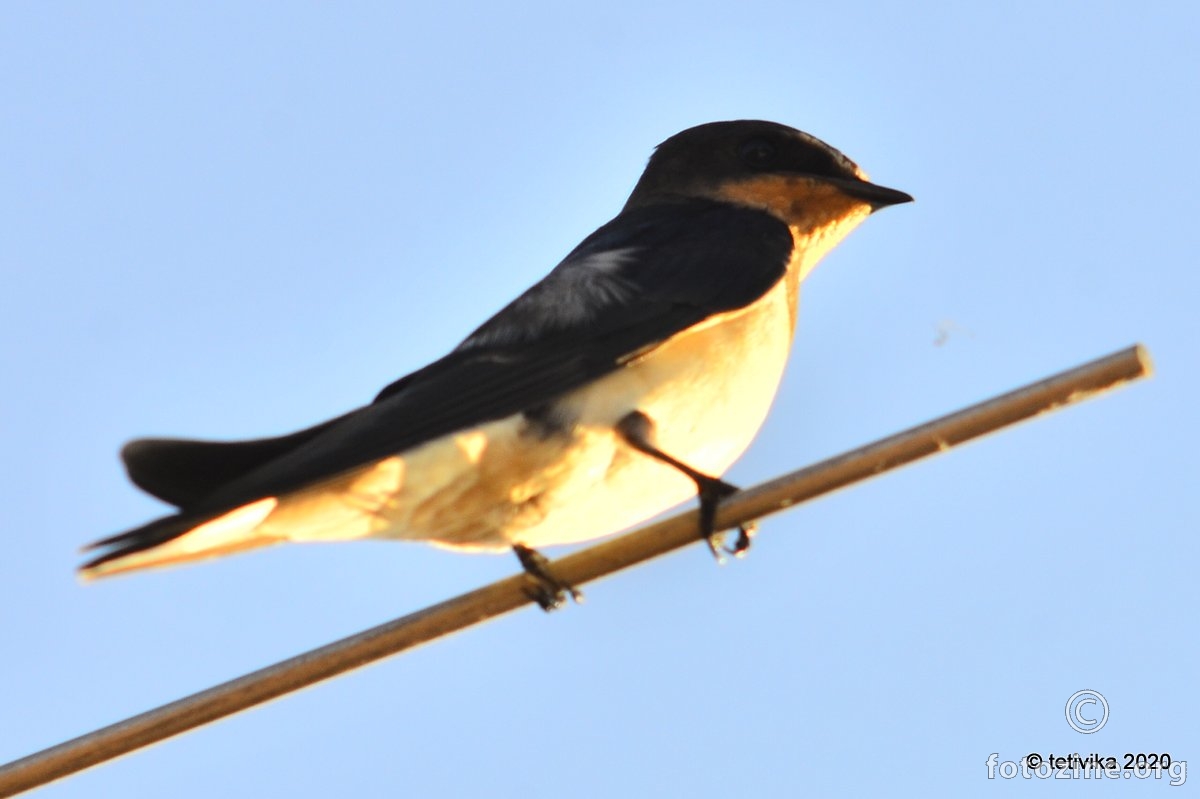 Lastavica, Hirundo rustica