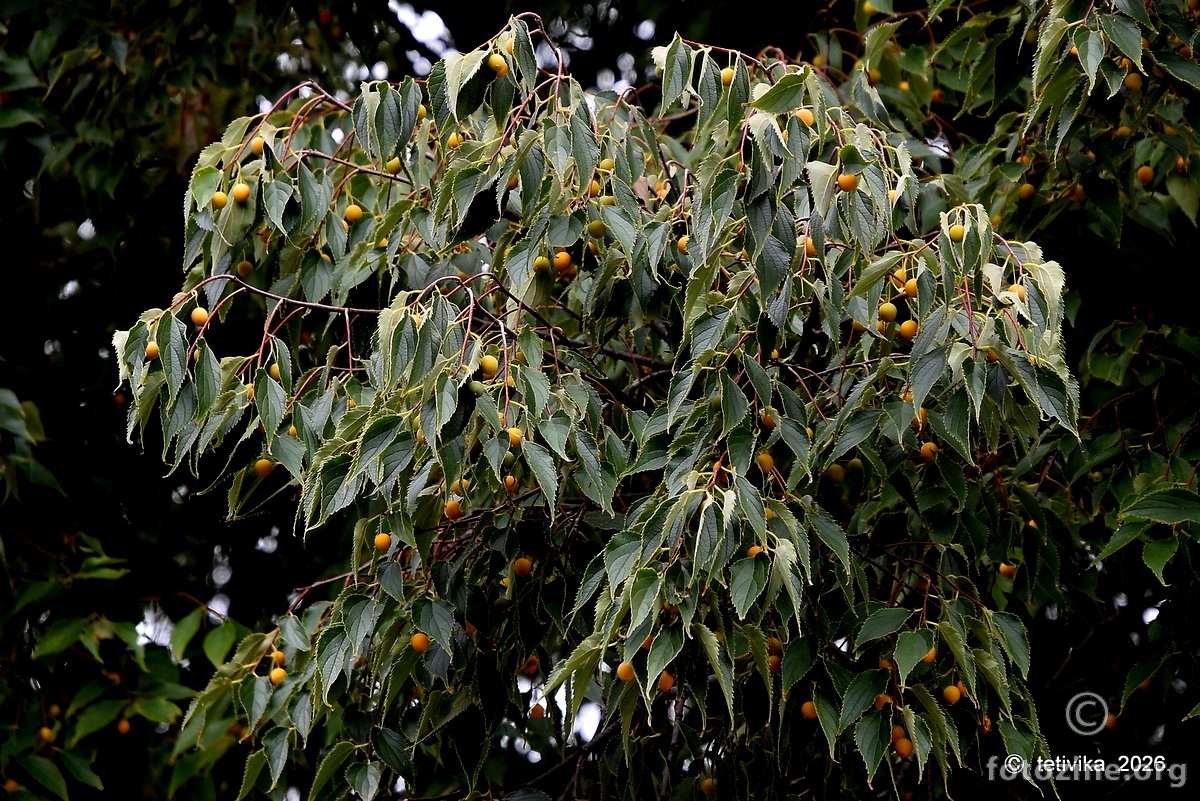 Koprivić, Celtis australis