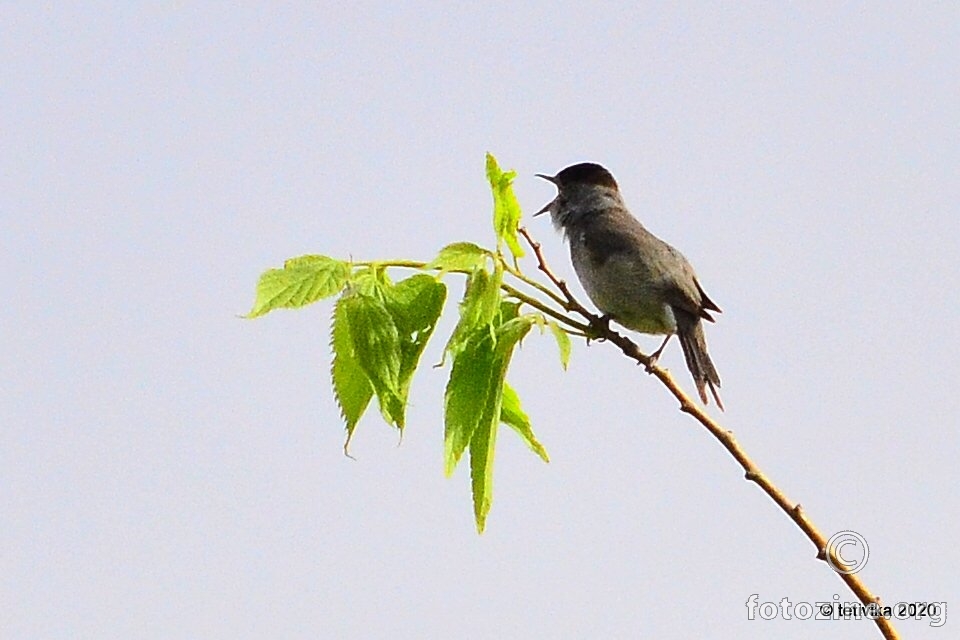 Crnokapa grmuša, Sylvia atricapilla