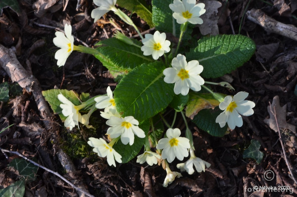 Jaglac, Primula vulgaris