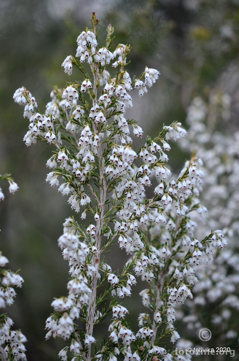 Drvenasta crnjuša, Erica arborea