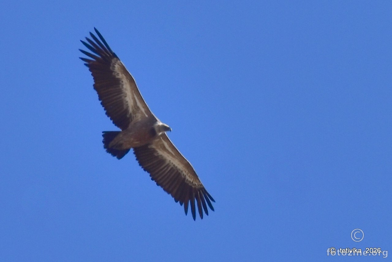Bjeloglavi sup, Gyps fulvus
