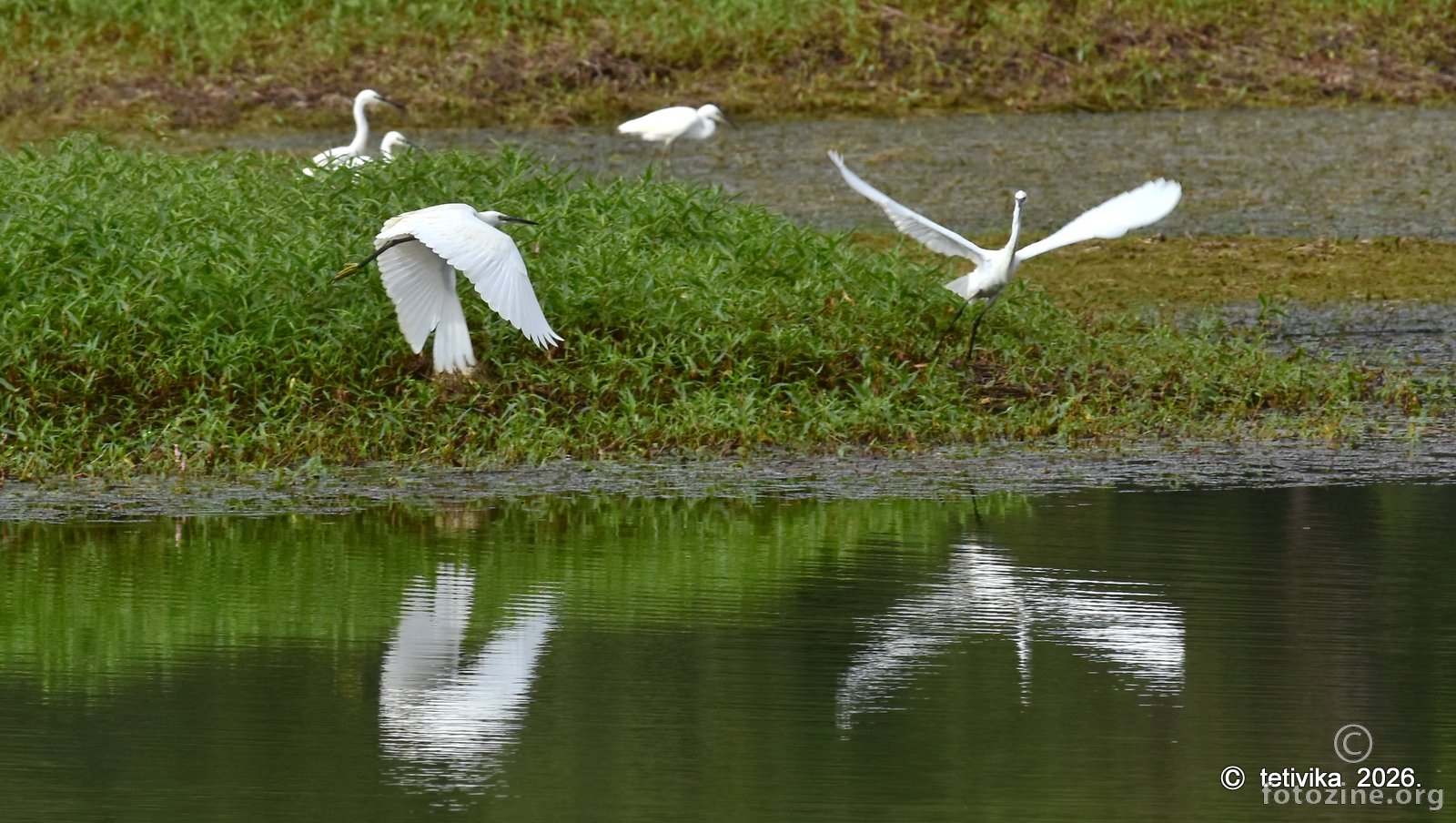 Mala bijela čaplja, Egretta garzetta