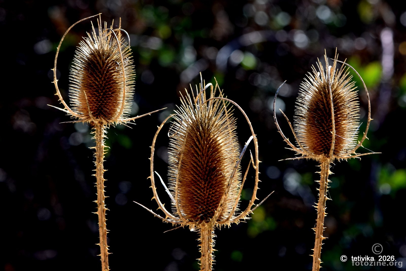 Češljugovina, Dipsacus fullonum