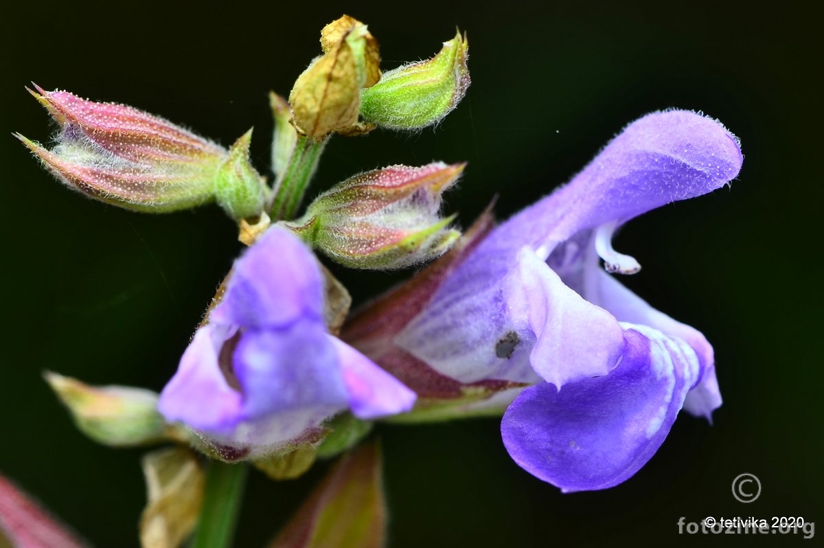 Kadulja, Salvia officinalis