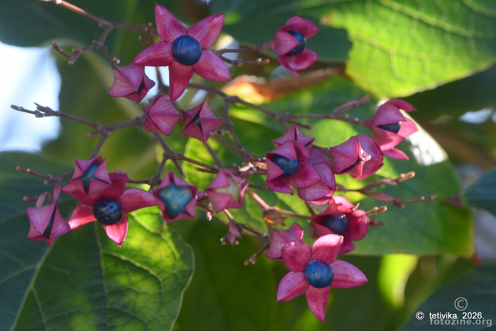 Klerodendron, Clerodendron trichotomum