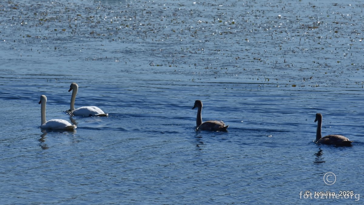 Labuđe jezero 2