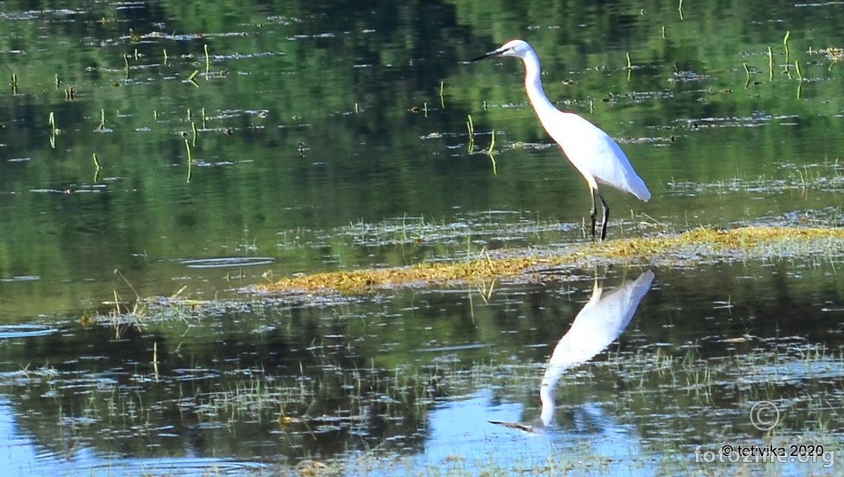 Mala bijela čaplja, Egretta garzetta