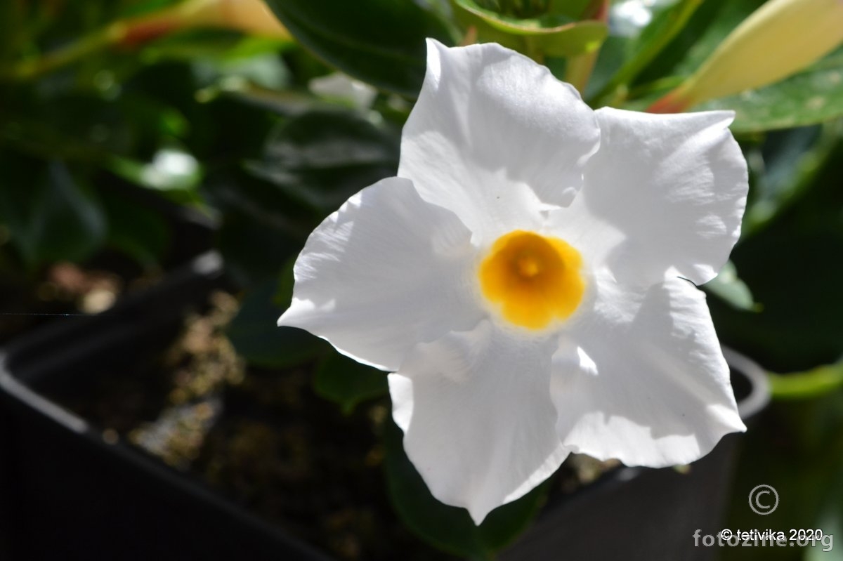 Čileanski jasmin, Mandevilla laxa