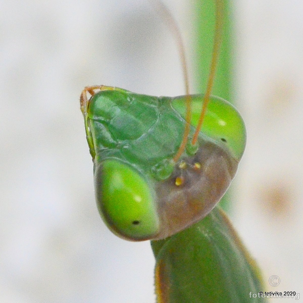 Bogomoljka, Mantis religiosa