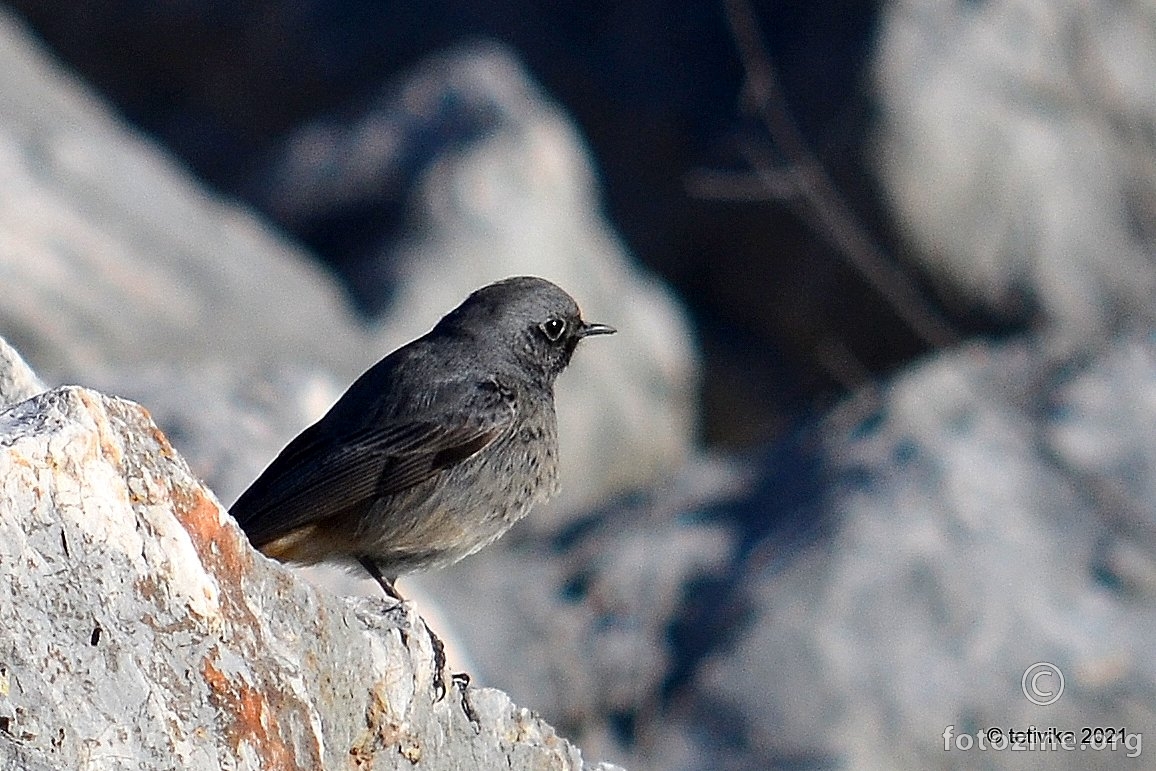 Mrka crvenrepka, Phoenicurus ochruros