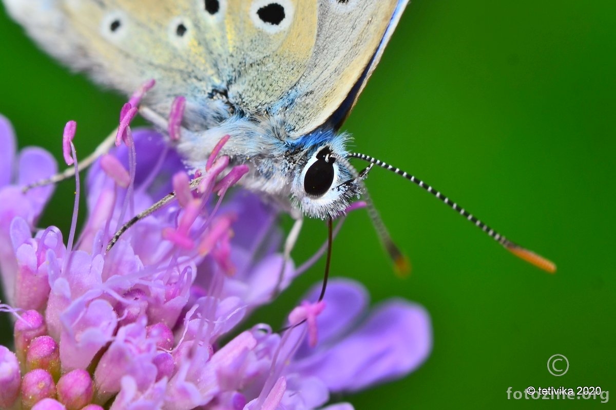 Obični plavac, Polyommatus icarus