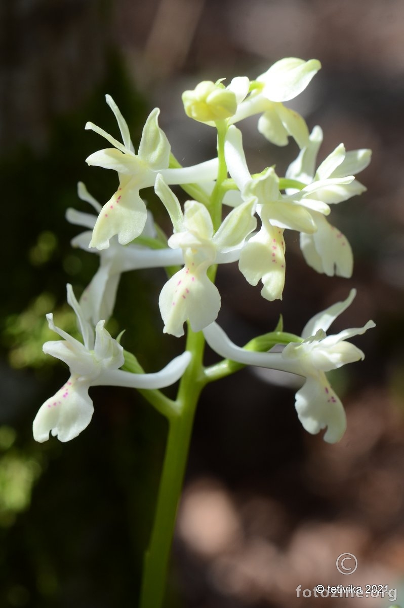 Orchis provincialis